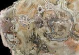 Colorful Petrified Wood (Araucaria) - Madagascar #51519-1